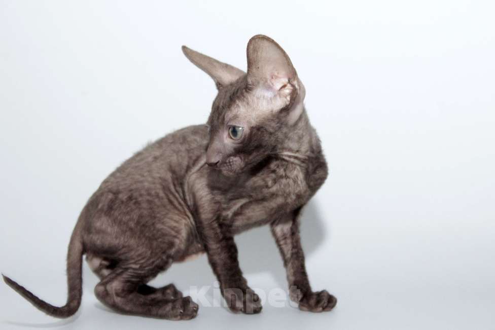 Кошки в Москве: шоколадный котик к резервированию Мальчик, 80 000 руб. - фото 3