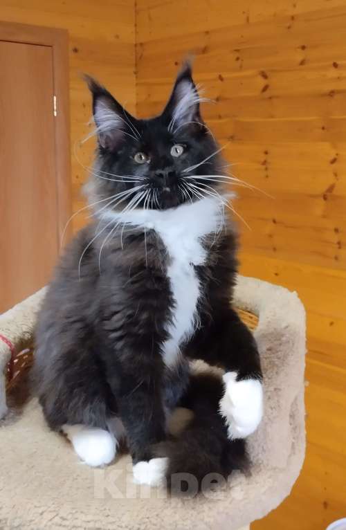 Кошки в Москве: Котик мейн кун Мальчик, 55 000 руб. - фото 2