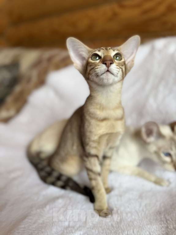 Кошки в Раменском: Ориентальный котенок Девочка, 45 000 руб. - фото 1