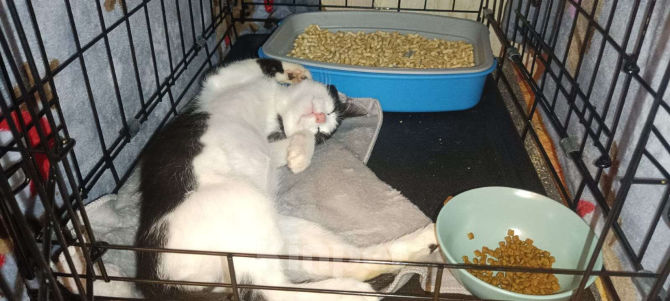 Кошки в Москве: Ласковый добряк - котенок Василек 2,5-3 месяца Мальчик, Бесплатно - фото 3