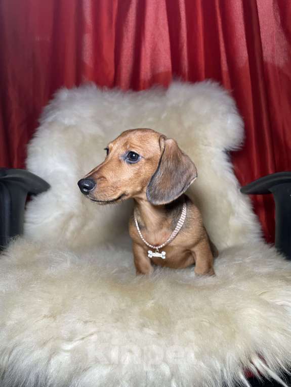 Собаки в Москве: Такса миниатюрная мальчик клубный Мальчик, 45 000 руб. - фото 2