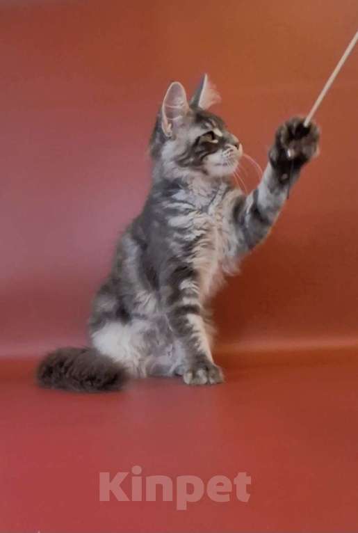 Кошки в Уфе: Котёнок мейн-кун  Мальчик, 40 000 руб. - фото 2