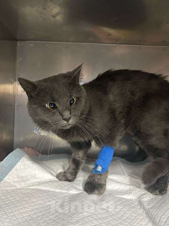 Кошки в Туле: Мурзик  Мальчик, 1 000 руб. - фото 4