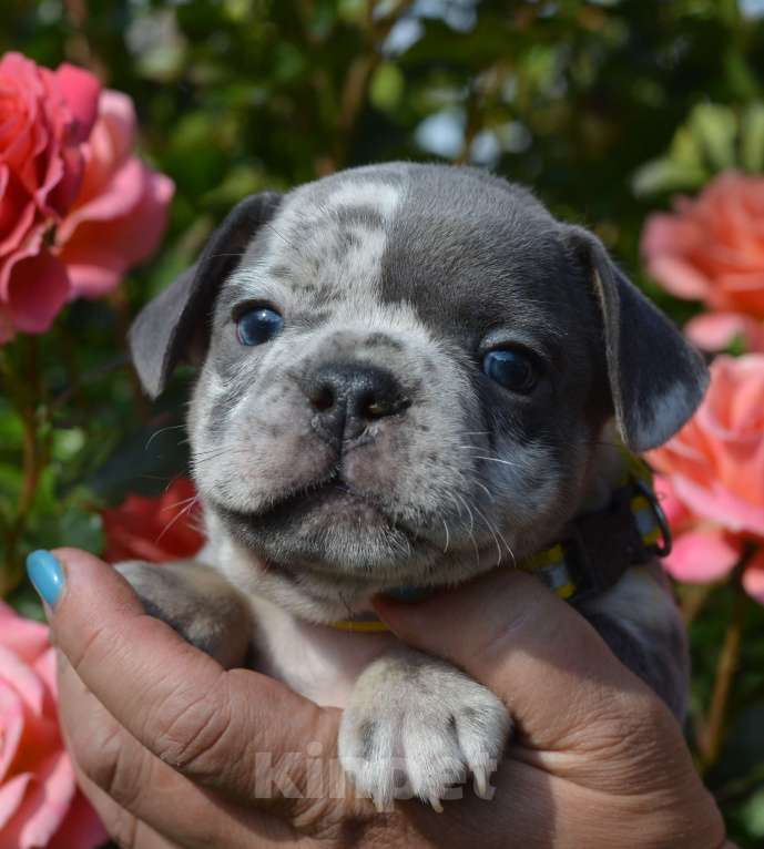 Собаки в Москве: красавец малыш Мальчик, 68 000 руб. - фото 3