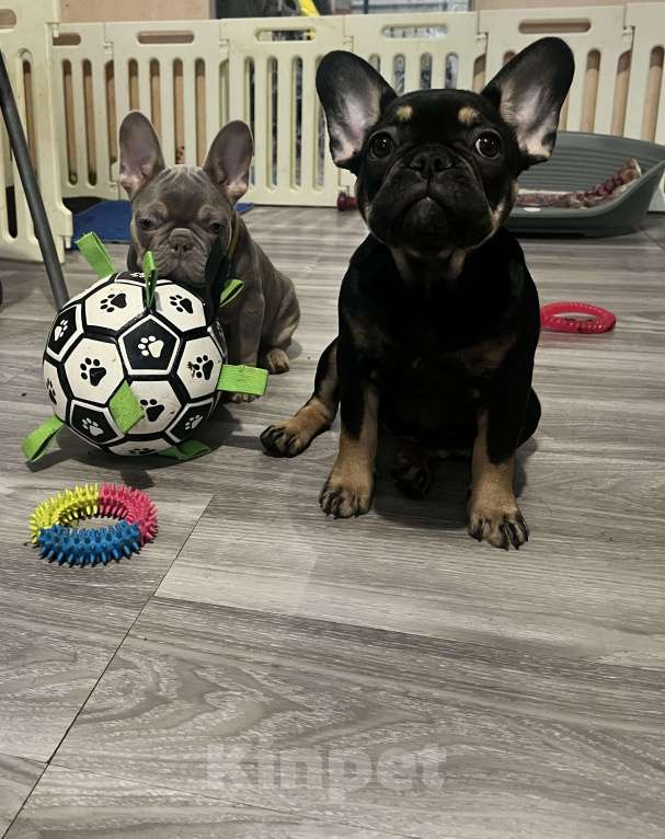 Собаки в Перми: Французский бульдог щенок Девочка, 60 000 руб. - фото 3