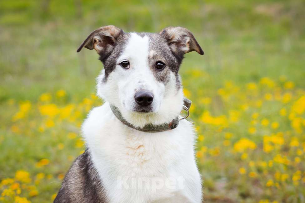 Собаки в Москве: Ласковая девочка в добрые руки. Собака из приюта ищет дом Девочка, Бесплатно - фото 8
