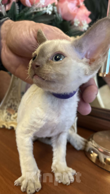 Кошки в Москве: Котенок Девон Рекс Мальчик, 50 000 руб. - фото 2