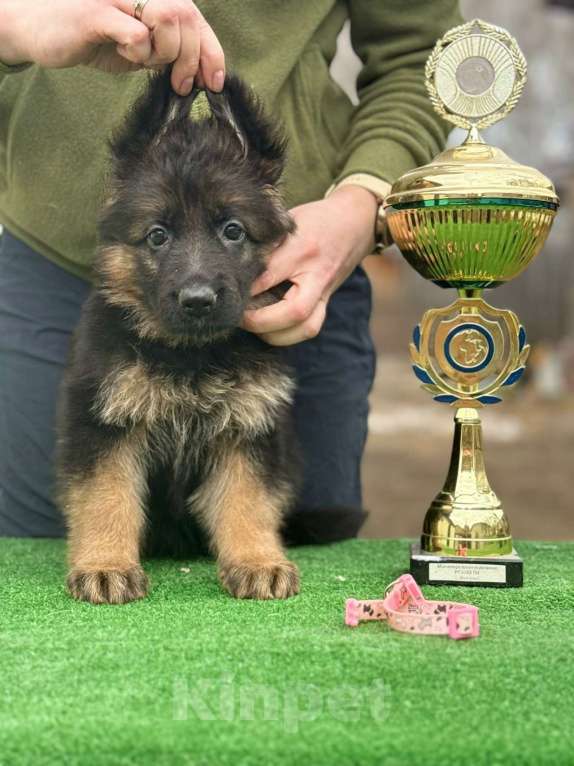 Собаки в Кургане: Немецкая овчарка длинношерстная щенок Девочка, 50 000 руб. - фото 5