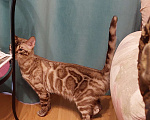 Кошки в Москве: Бенгальская кошка  Девочка, 5 000 руб. - фото 3