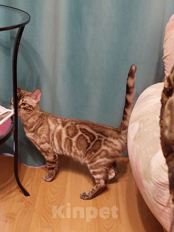 Кошки в Москве: Бенгальская кошка  Девочка, 5 000 руб. - фото 3