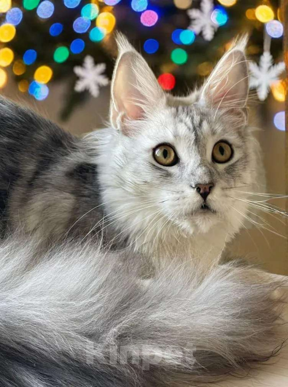 Кошки в Москве: КОТЯТА-МЕЙНКУНЯТА Девочка, 60 000 руб. - фото 6