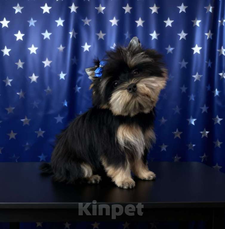 Собаки в Москве: Крупный йорк мальчик стандарт нежный Мальчик, 35 000 руб. - фото 2