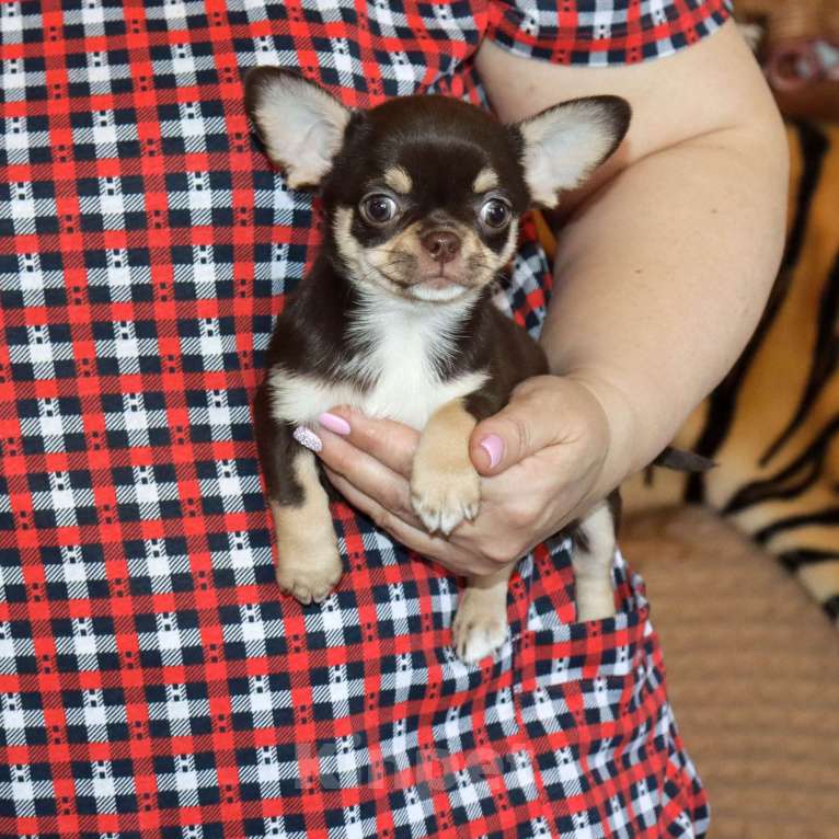 Собаки в Москве: Шоколадная чихуахуа Девочка, 150 000 руб. - фото 6