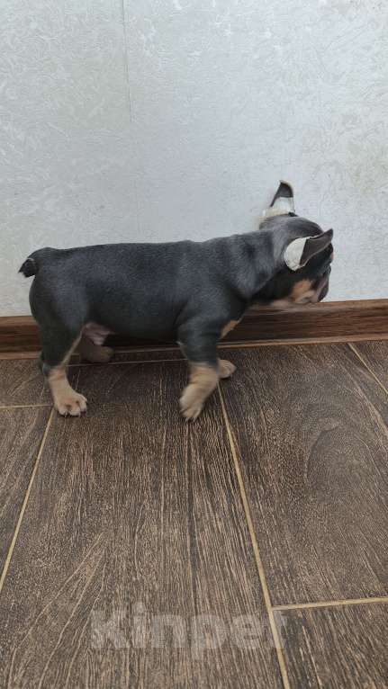 Собаки в Белореченске: Французский бульдог Мальчик, Бесплатно - фото 4