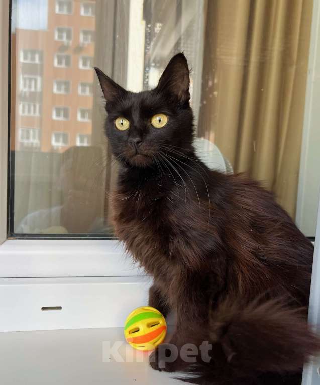 Кошки в Москве: Кошечка Николь - стройняшка в эбонитовой шубке в добрые руки Девочка, Бесплатно - фото 4