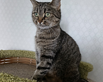 Кошки в Санкт-Петербурге: Кошка очарование Девочка, Бесплатно - фото 4