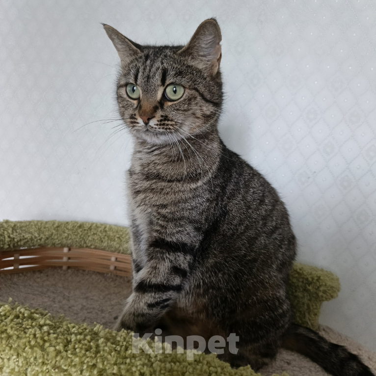 Кошки в Санкт-Петербурге: Кошка очарование Девочка, Бесплатно - фото 4
