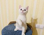 Кошки в Котельнике: Шотландский котёнок Серебристая шиншилла  Мальчик, 15 000 руб. - фото 1