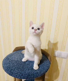 Объявление: Шотландский котёнок Серебристая шиншилла , 15 000 руб., Котельники