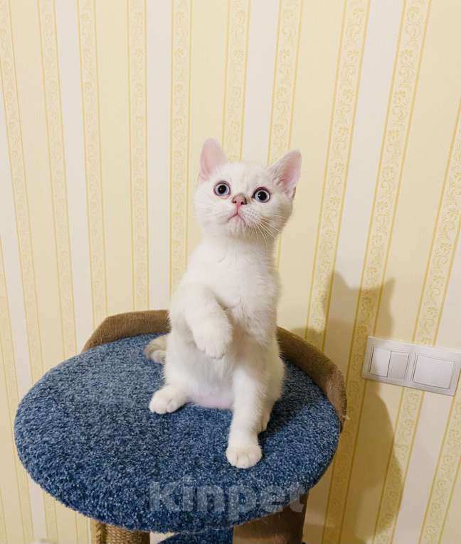 Кошки в Котельнике: Шотландский котёнок Серебристая шиншилла  Мальчик, 15 000 руб. - фото 1