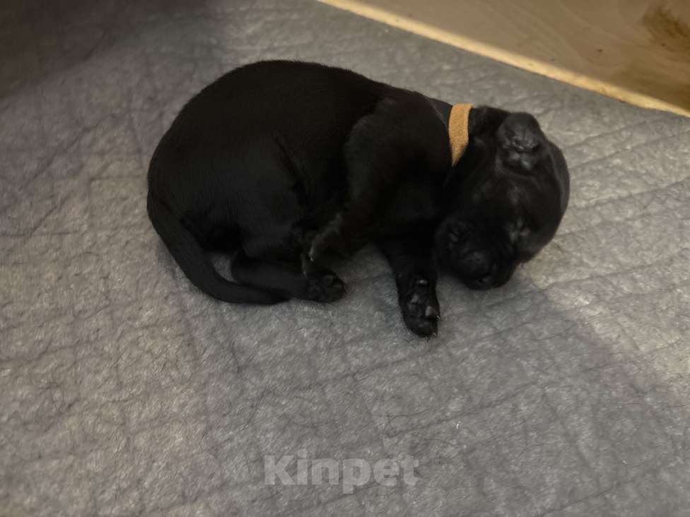 Собаки в Москве: Бронируем щенков прямошерсного ретривера флэт Мальчик, 75 000 руб. - фото 2