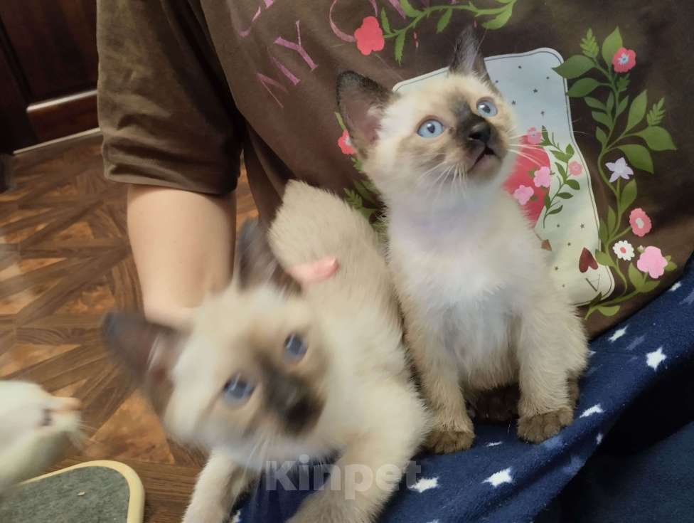 Кошки в Москве: Котята меконгский бобтейл Мальчик, 15 000 руб. - фото 3