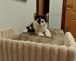 Кошки в Москве: Котенок в добрые руки Мальчик, Бесплатно - фото 3