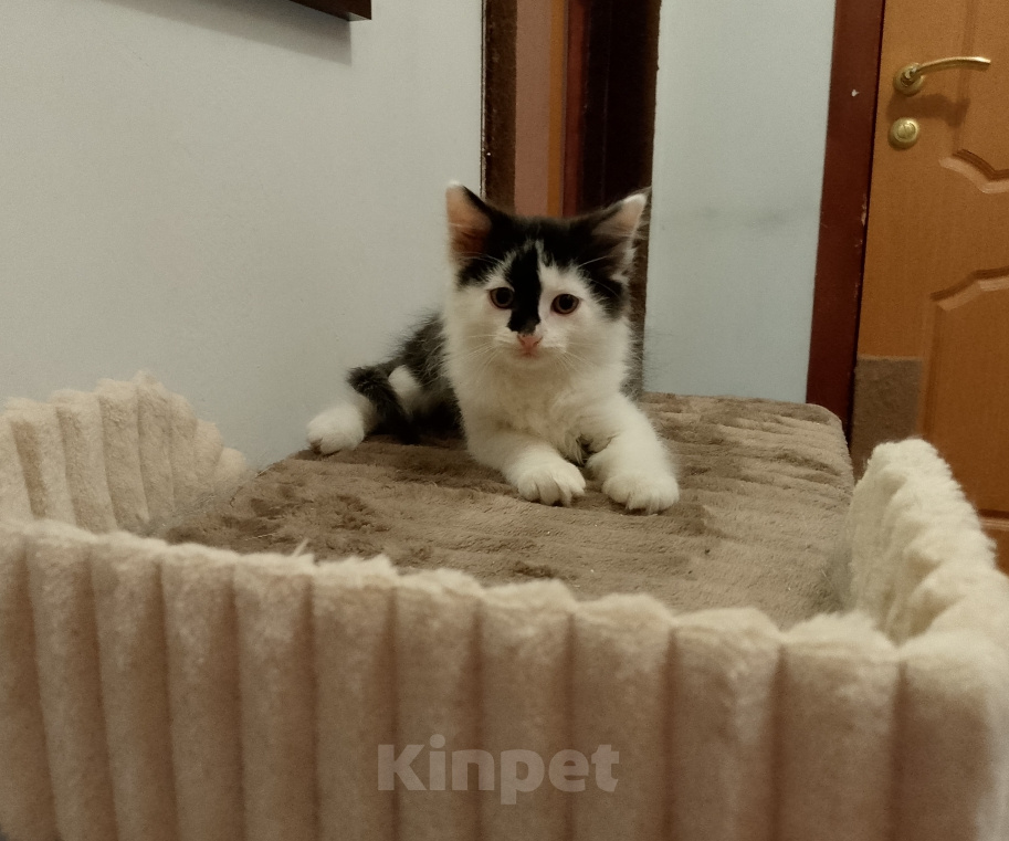 Кошки в Москве: Котенок в добрые руки Мальчик, Бесплатно - фото 3