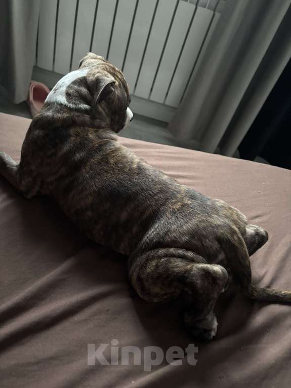 Собаки в Нерюнгри: продам породистого щенка Девочка, 25 000 руб. - фото 4