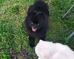 Собаки в Туле: Вязка, 3 000 руб. - фото 1