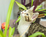 Кошки в Москве: Котята полосатики-близняшки ищут дом, Бесплатно - фото 3