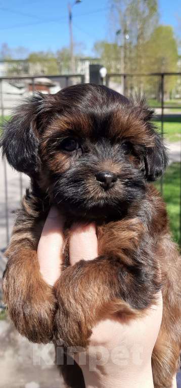 Собаки в Санкт-Петербурге: Щенок Петербургской Орхидеи Девочка, 70 000 руб. - фото 7