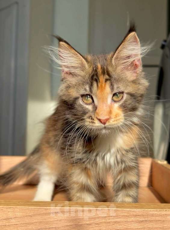 Кошки в других городах Ленинградской области: Яркое солнышко Девочка, Бесплатно - фото 1