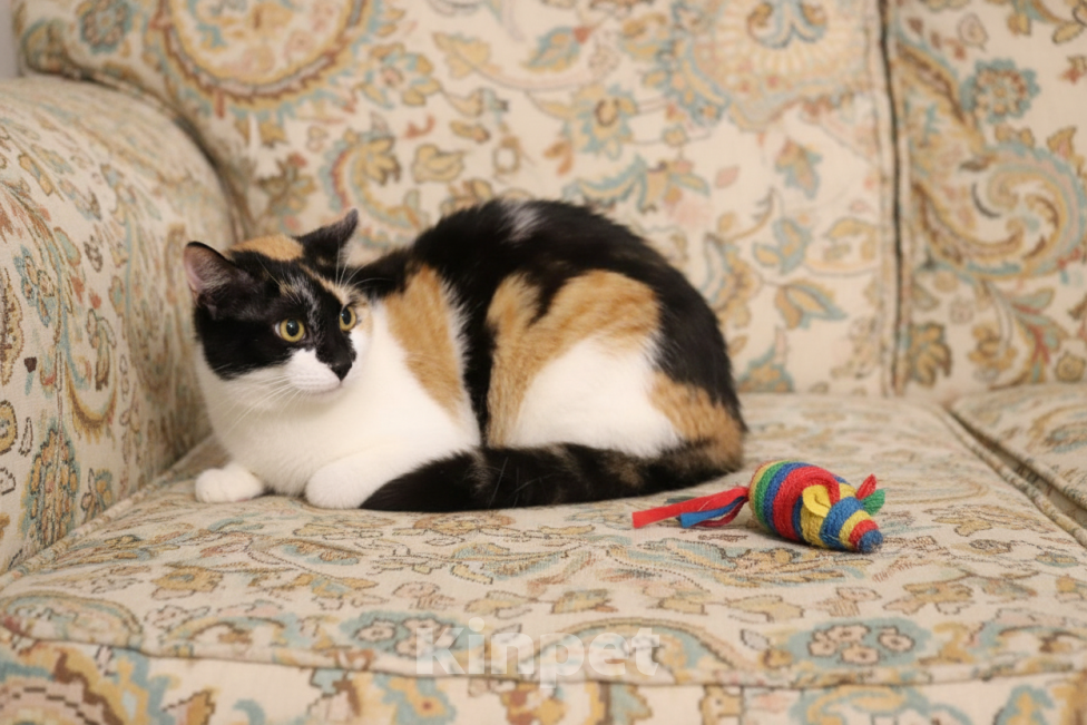 Кошки в Москве: Китти, кошка в сердечках Девочка, Бесплатно - фото 9