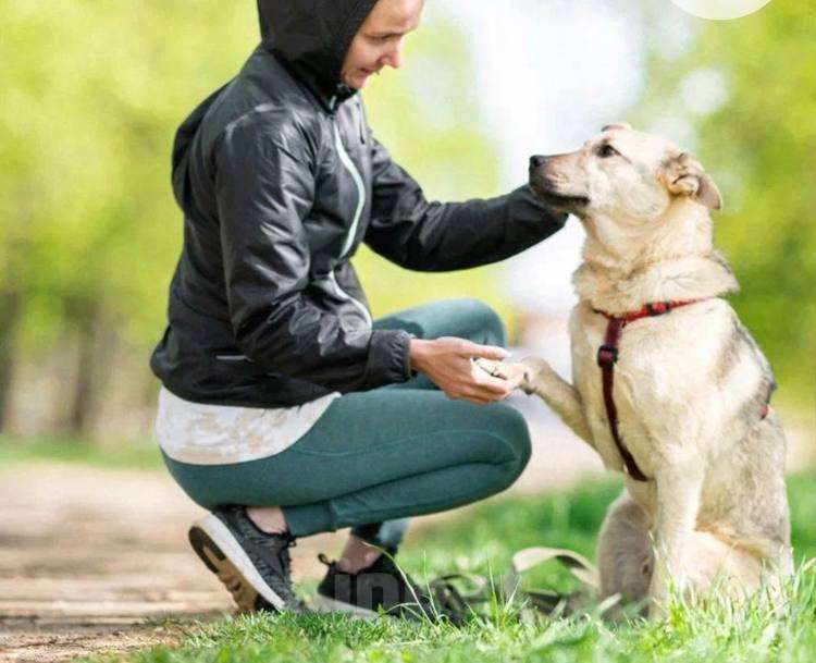 Собаки в Подольске: Брик из приюта ищет дом Мальчик, Бесплатно - фото 2