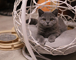 Кошки в Магнитогорске: Qiwi Marshmallow  Девочка, Бесплатно - фото 1