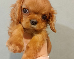 Собаки в Нижнем Новгороде: Девочка кавалер Кинг Чарльз спаниеля ккчс Девочка, 70 000 руб. - фото 2
