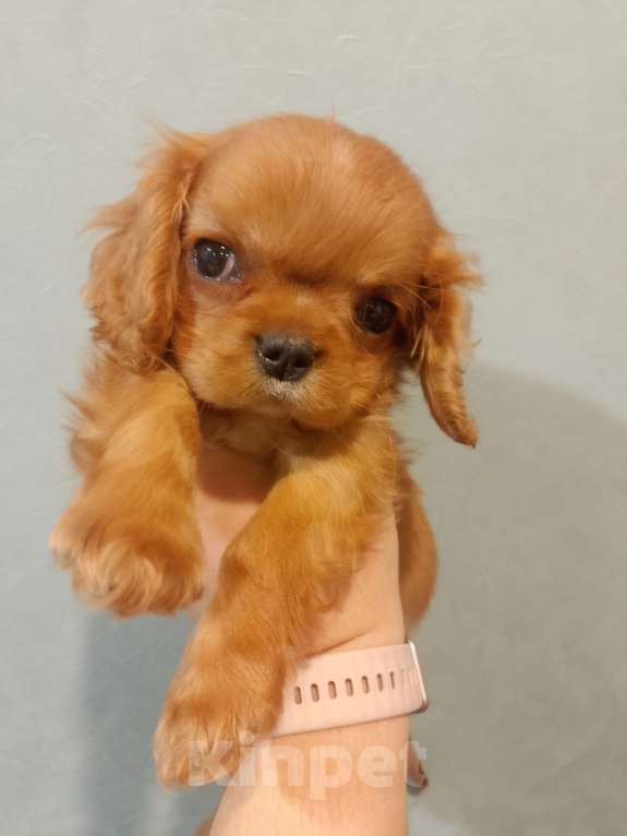 Собаки в Нижнем Новгороде: Девочка кавалер Кинг Чарльз спаниеля ккчс Девочка, 70 000 руб. - фото 2