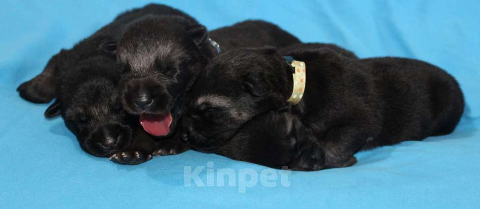 Собаки в Санкт-Петербурге: Ф... Из Звёздного Десанта  Девочка, 40 000 руб. - фото 5