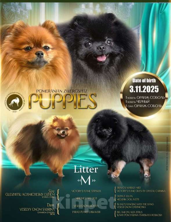 Собаки в Москве: Щенок померанского шпица Мальчик, 60 000 руб. - фото 1