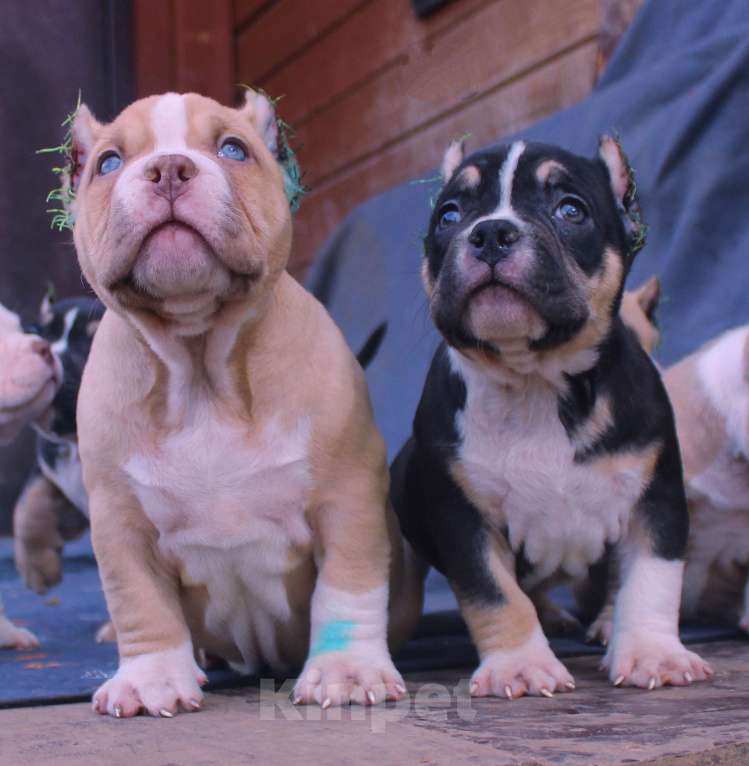 Собаки в Москве: Подрастают. Бульки Разнополые, 70 000 руб. - фото 2