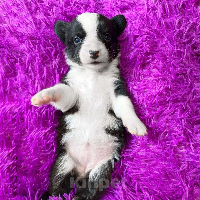 Собаки в Москве: Щенки вельш-корги кардиган Девочка, Бесплатно - фото 5