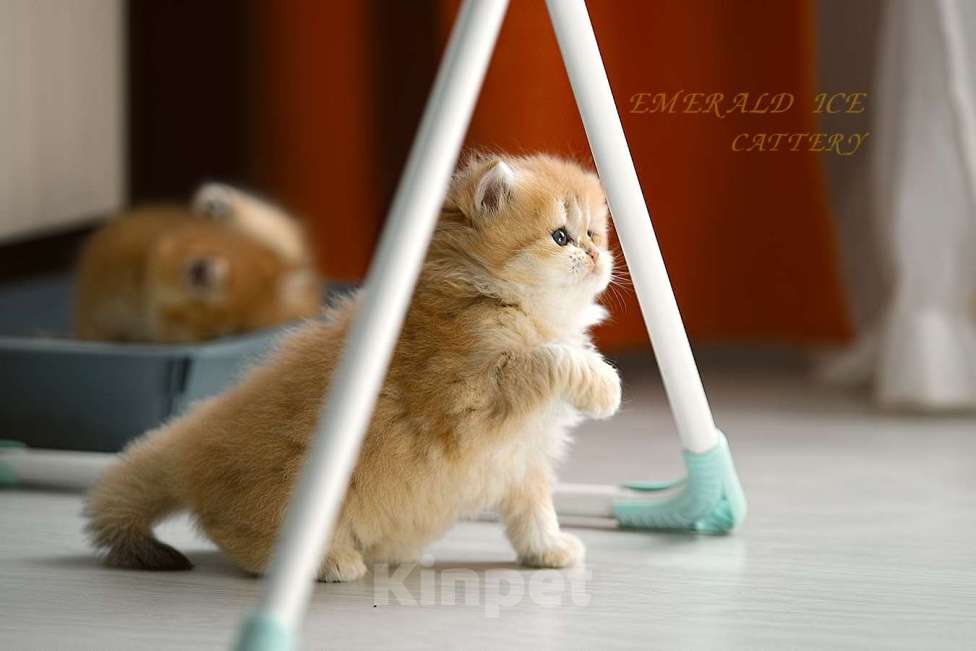 Кошки в Калуге: Британская золотая шиншилла Девочка, 60 000 руб. - фото 2