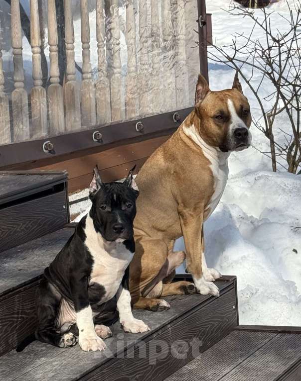 Собаки в Москве: Щенок американского стаффордширского терьера! Мальчик, 60 000 руб. - фото 5