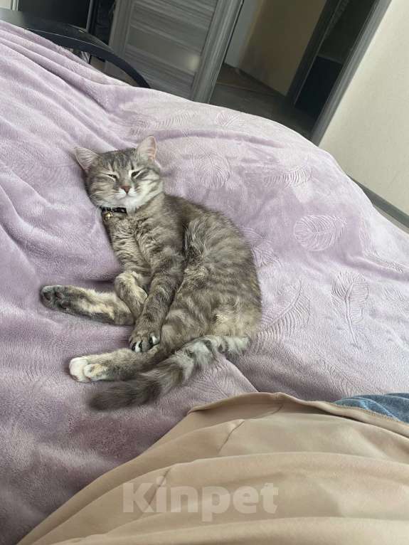 Кошки в Ставрополе: Отдам кошечку в добрые руки Девочка, Бесплатно - фото 5