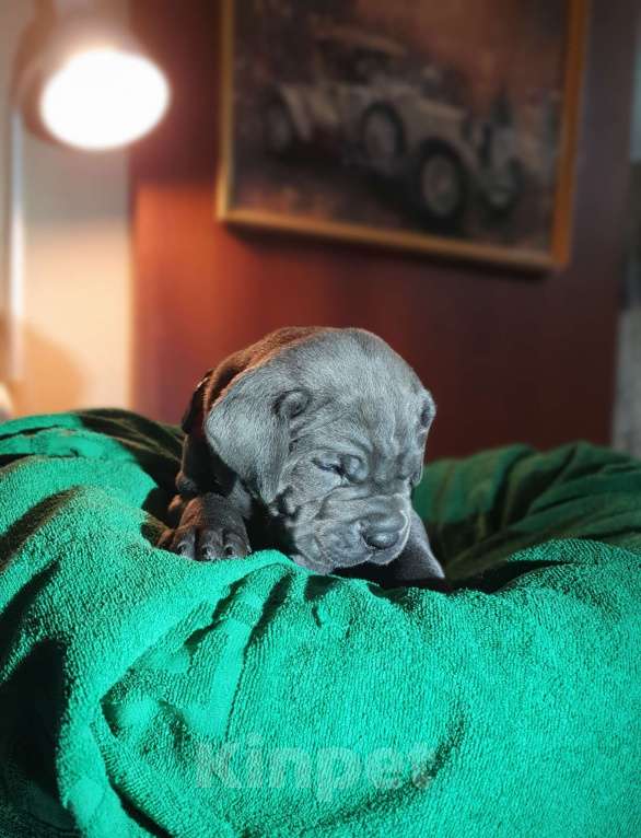 Собаки в Ростове-на-Дону: Тень итальянской воли Мальчик, 65 000 руб. - фото 2