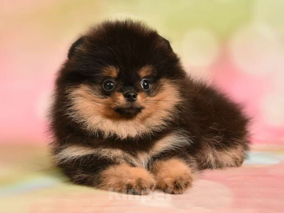 Собаки в Москве: Шпиц померанский карликовый девочка (красотка)  Девочка, 50 000 руб. - фото 3