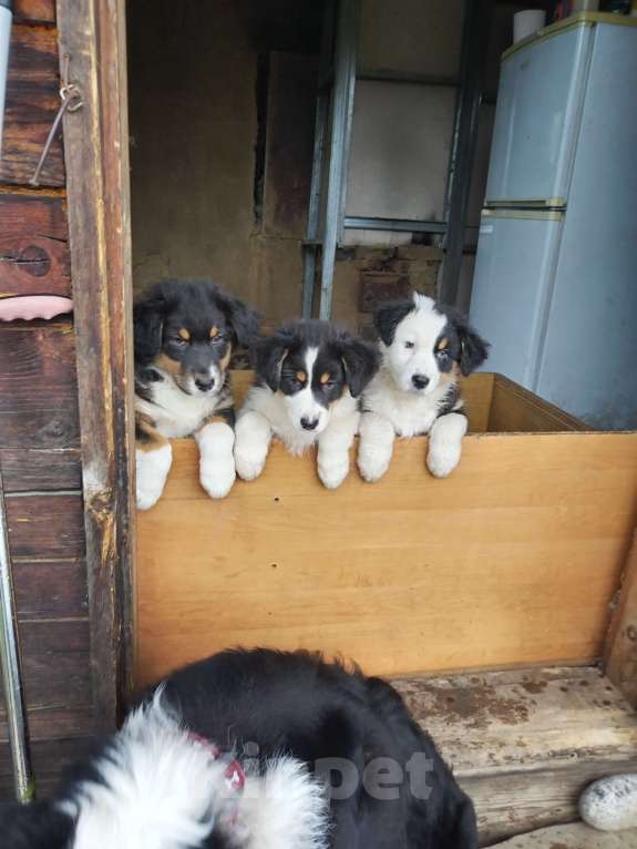 Собаки в Бикине: Очеровательная малышка  Девочка, 50 000 руб. - фото 7