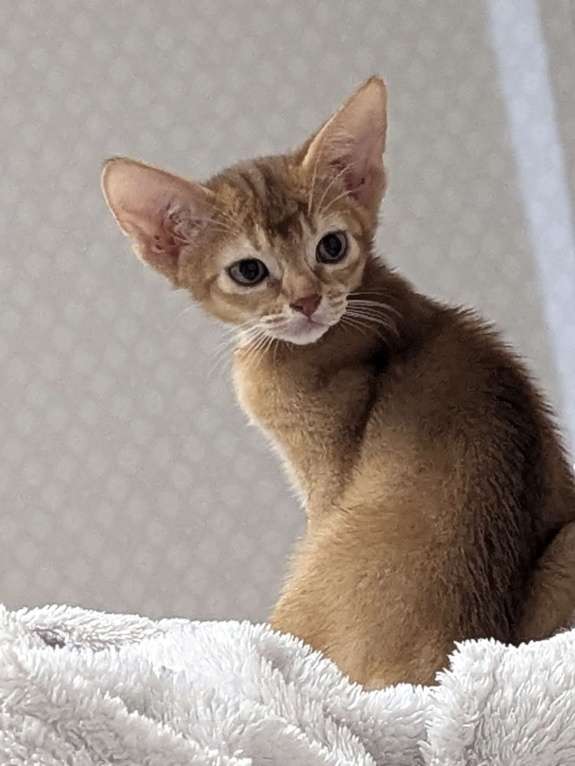 Кошки в Москве: Девочка сорель Девочка, 35 000 руб. - фото 3