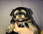 Собаки в Кемерово: Продам щенка йорка Мальчик, 10 000 руб. - фото 1